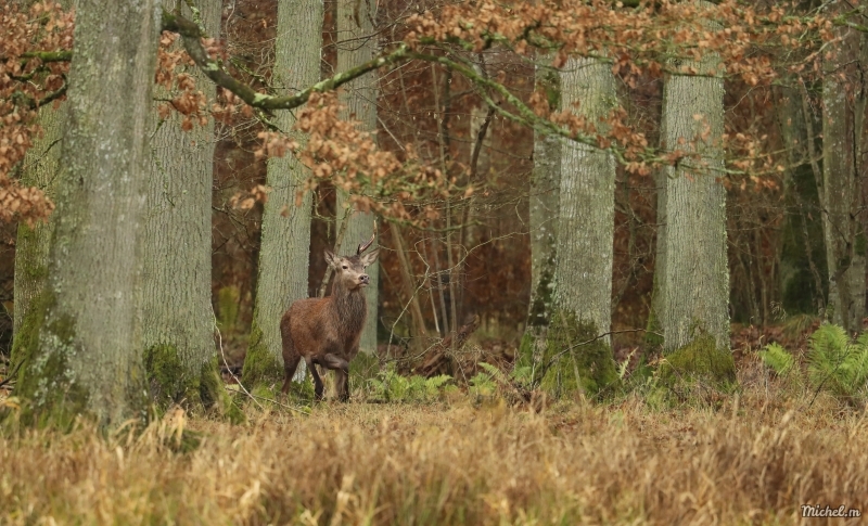 Photo Mammifères Cerf