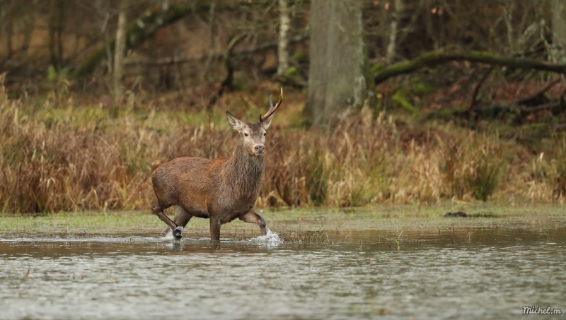 Photo Mammifères Cerf