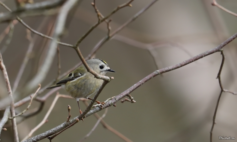 Photo Oiseaux Roitelet huppé (Regulus regulus)