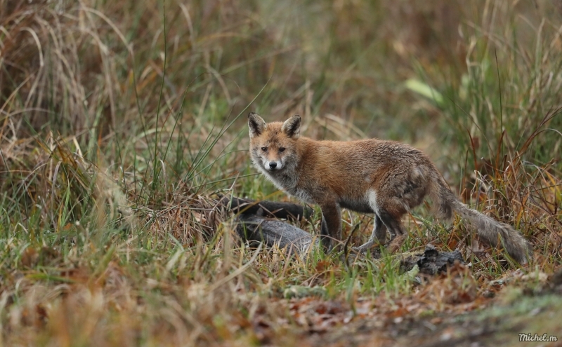 Photo Mammifères Renard roux (vulpes vulpes).