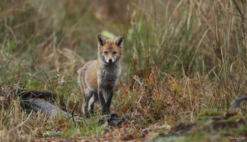 Photo Mammifères Renard roux (vulpes vulpes).