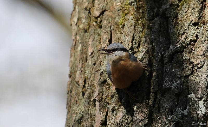 Photo Oiseaux Sitelle torchepot