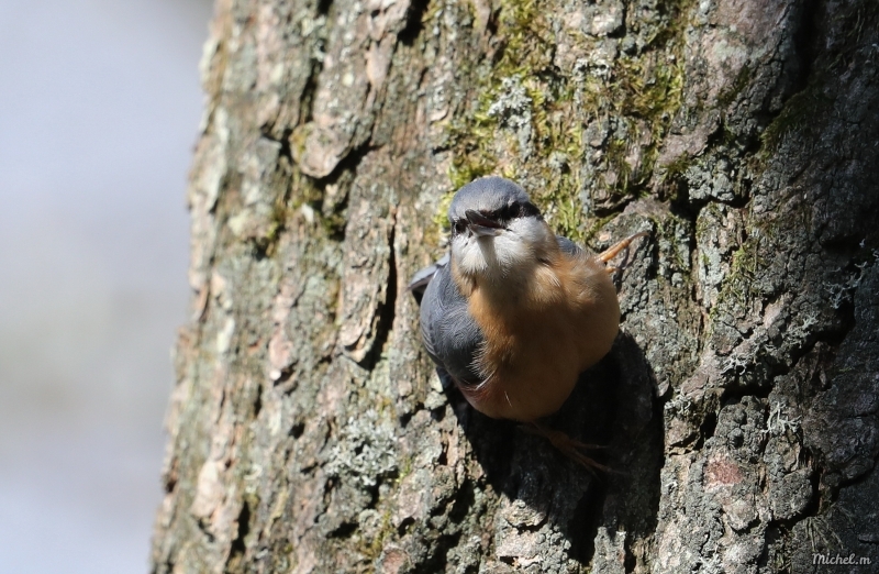 Photo Oiseaux Sitelle torchepot