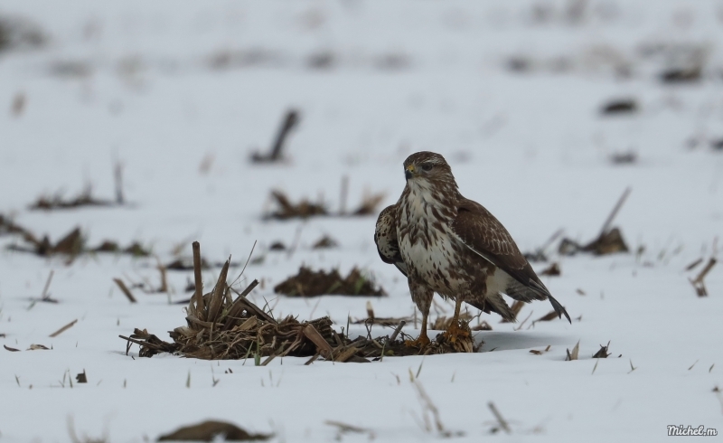 Photo Oiseaux Buse