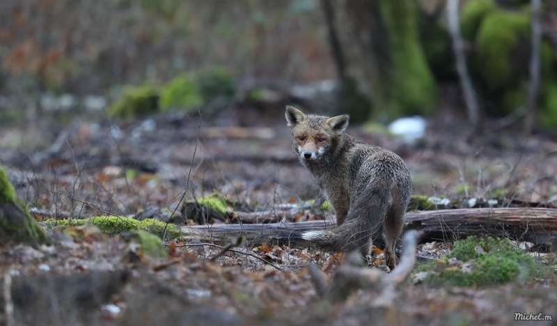 Photo Mammifères Renard roux (vulpes vulpes).