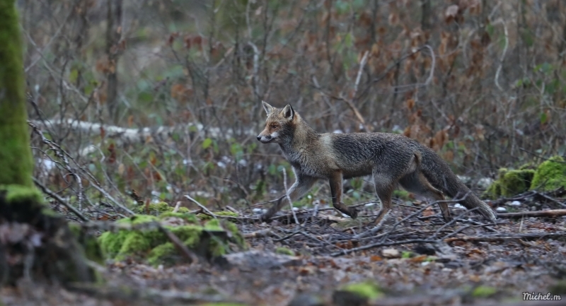 Photo Mammifères Renard roux (vulpes vulpes).