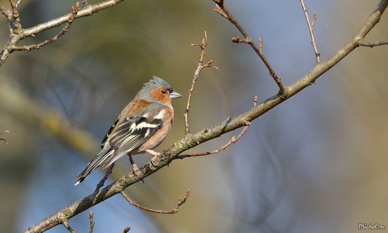 Photo Oiseaux Pinson des arbres