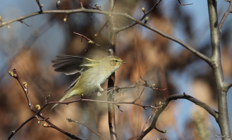 Photo Oiseaux Pouillot véloce