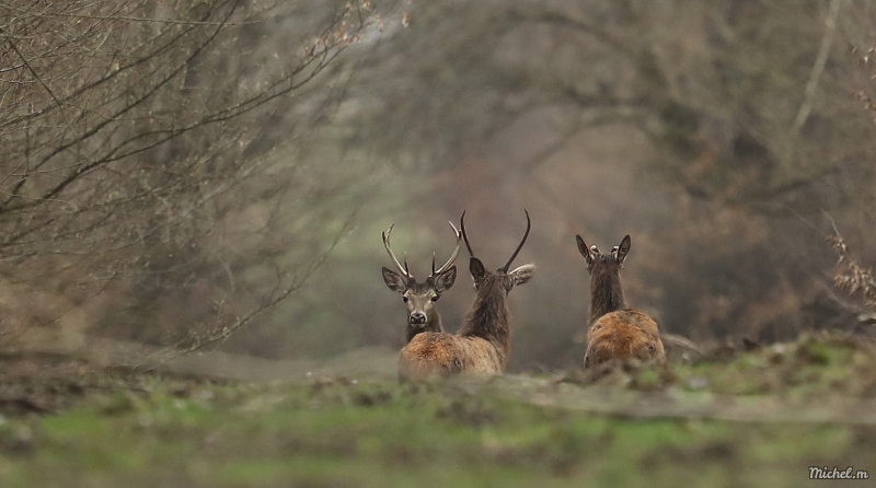 Photo Mammifères Cerf