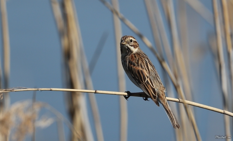 Photo Oiseaux Bruant des roseaux