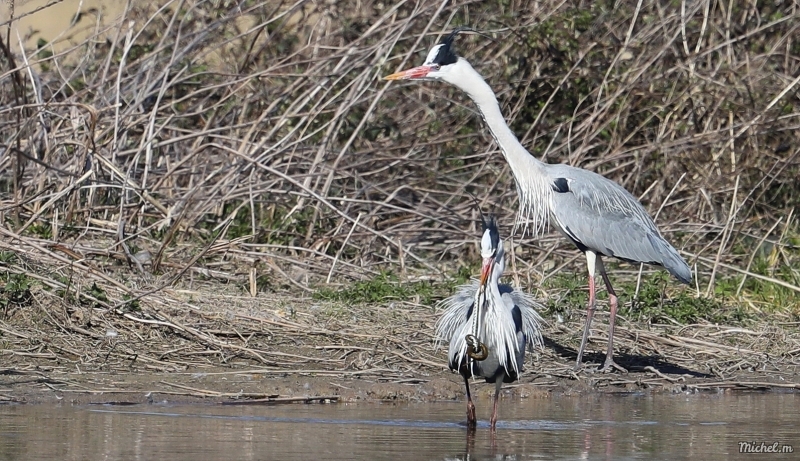 Photo Oiseaux Héron cendré