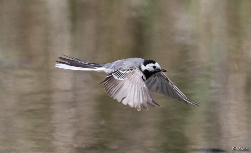 Photo Oiseaux Bergeronette grise