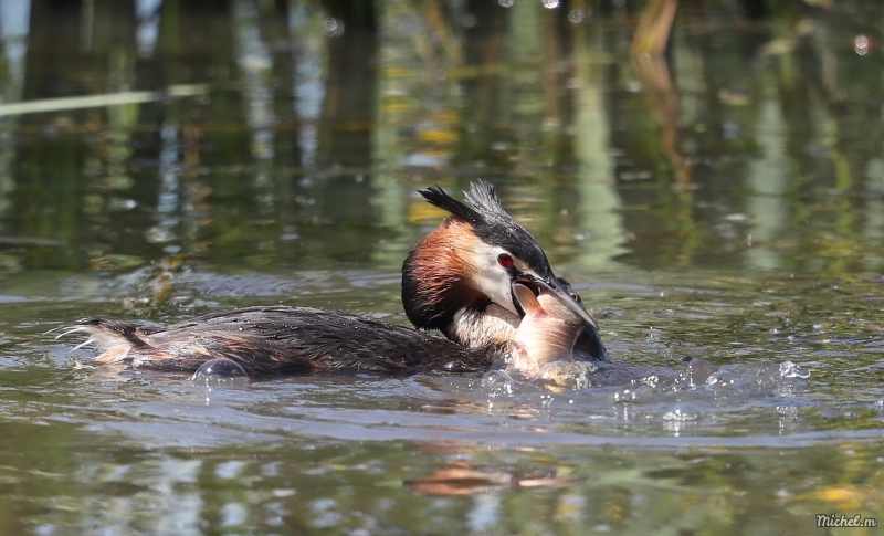 Photo Oiseaux Grèbe huppé