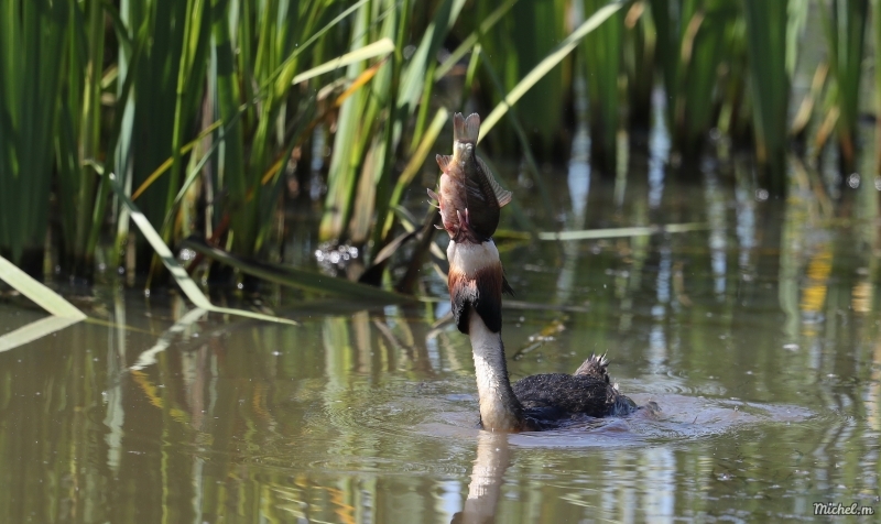 Photo Oiseaux Grèbe huppé