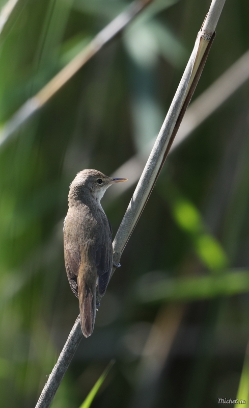 Photo Oiseaux rousserolle effarvatte