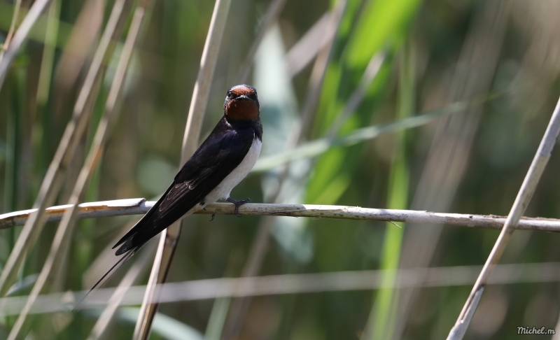 Photo Oiseaux Hirondelle rustique