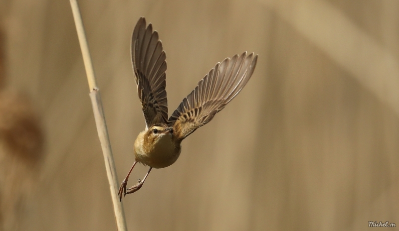 Photo Oiseaux Phragmite des Joncs