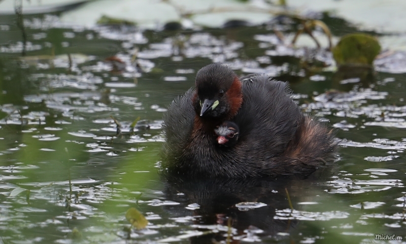 Photo Oiseaux Grèbe castagneux (Tachybaptus ruficollis)