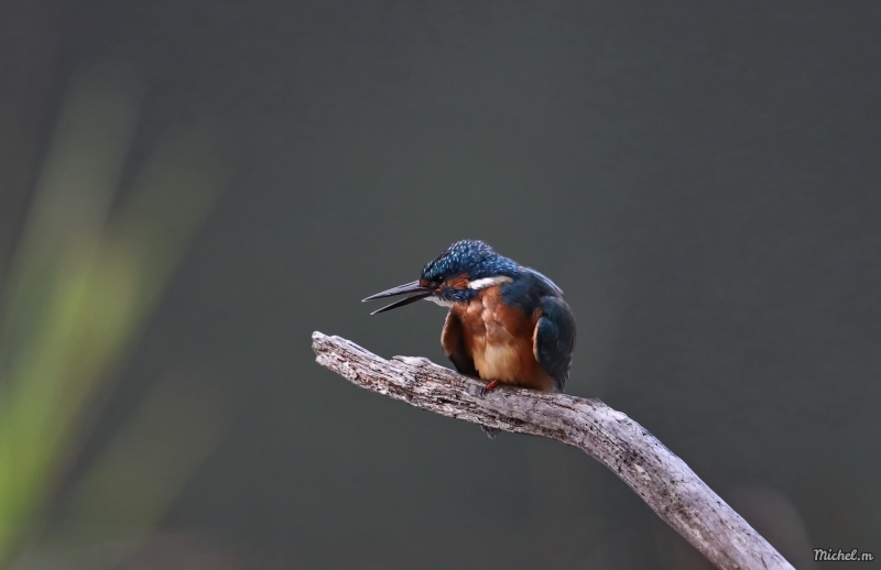 Photo Oiseaux Martin-pêcheur d'Europe (Alcedo atthis)