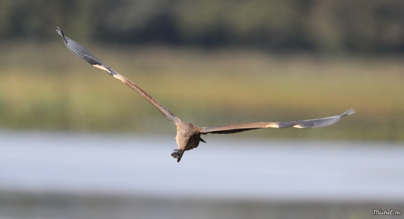 Photo Oiseaux Héron pourpré (Ardea purpurea)