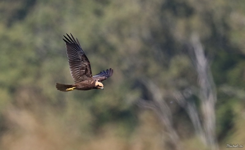 Photo Oiseaux Busard des roseaux