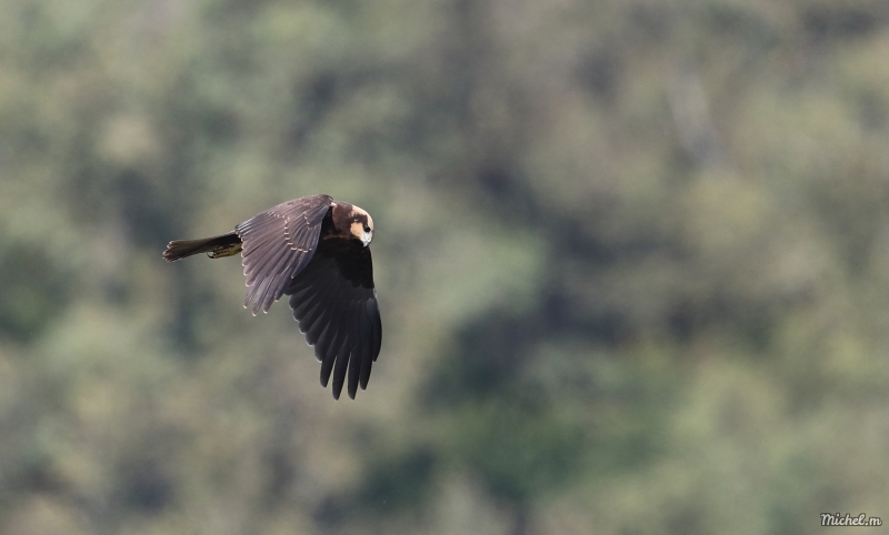 Photo Oiseaux Busard des roseaux