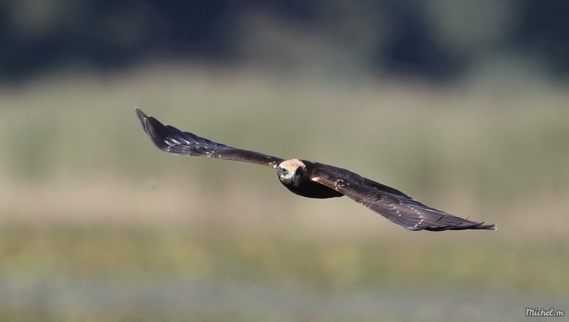 Photo Oiseaux Busard des roseaux