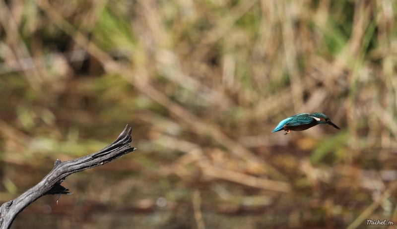 Photo Oiseaux Martin-pêcheur