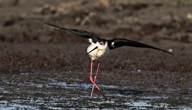 Photo Oiseaux Echasse Blanche (Himantopus himantopus)