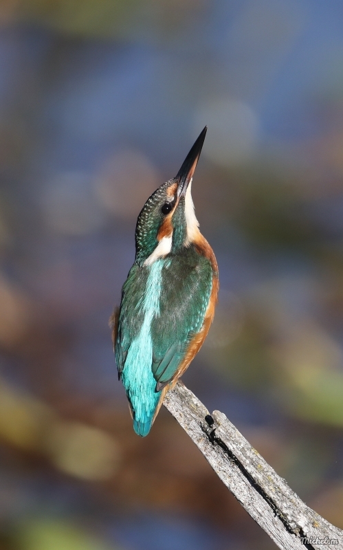 Photo Oiseaux Martin-pêcheur d'Europe (Alcedo atthis)