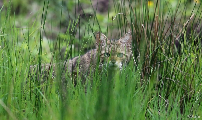 Photo Mammifères Chat forestier