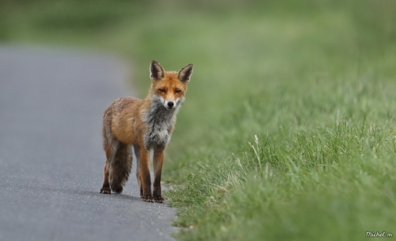 Photo Mammifères Renard