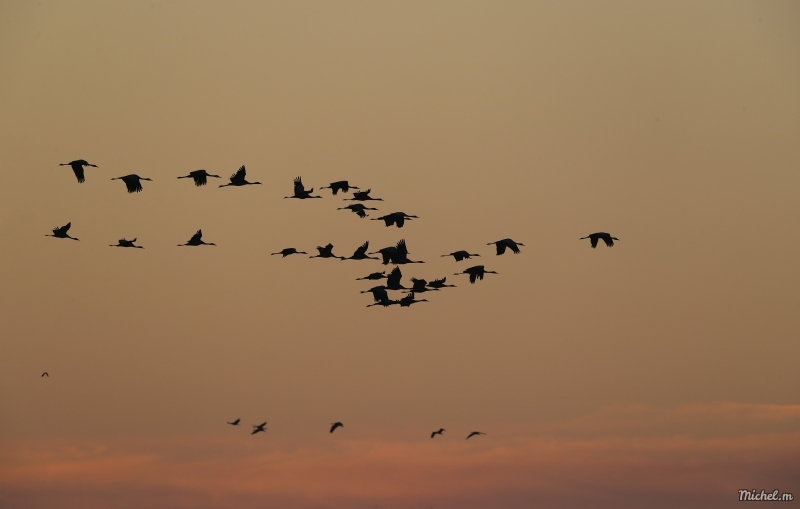 Photo Oiseaux Grue cendrée (Megalornis grus)