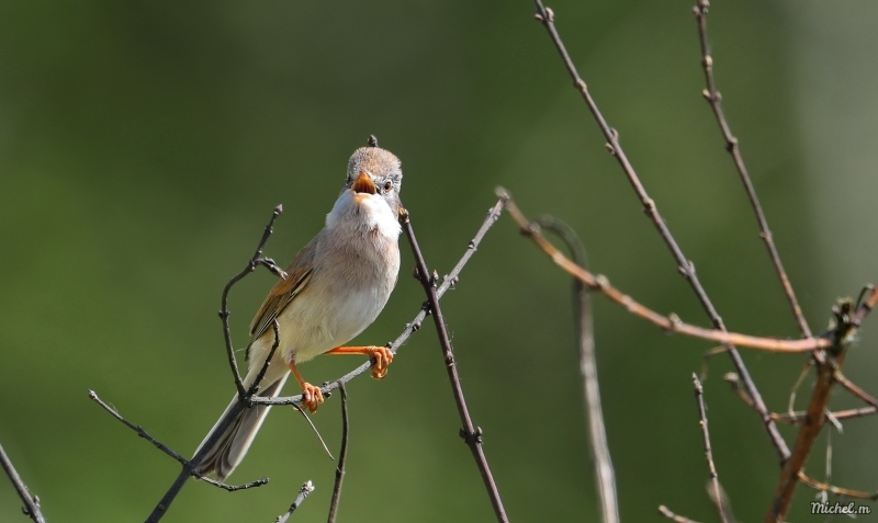 Photo Oiseaux Fauvette grisette (Sylvia communis)