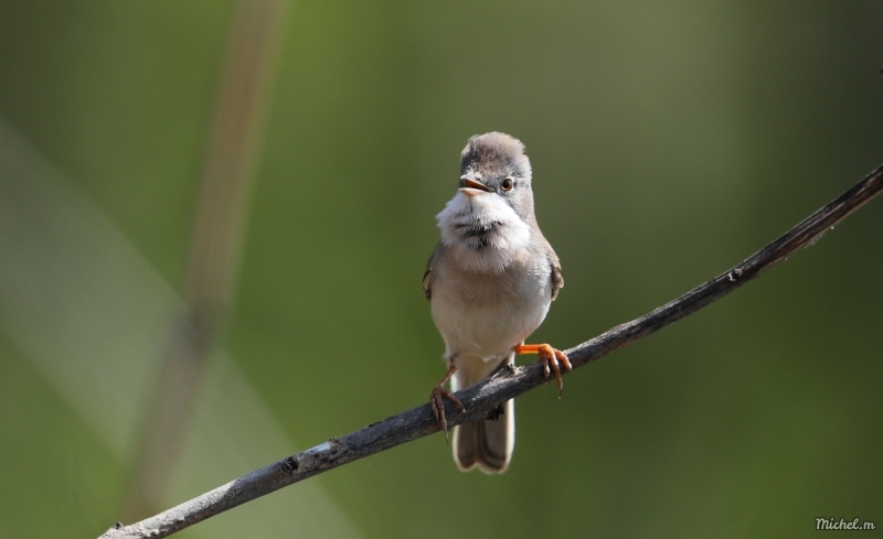 Photo Oiseaux Fauvette grisette (Sylvia communis)