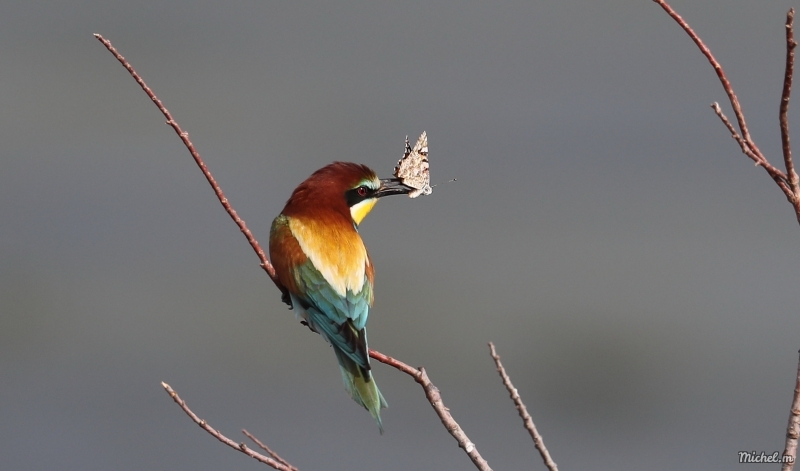 Photo Oiseaux guepier d'europe