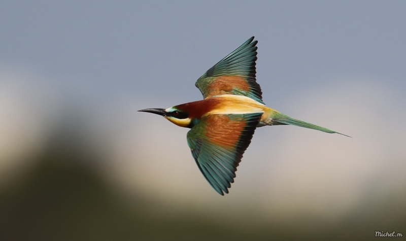 Photo Oiseaux guepier d'europe