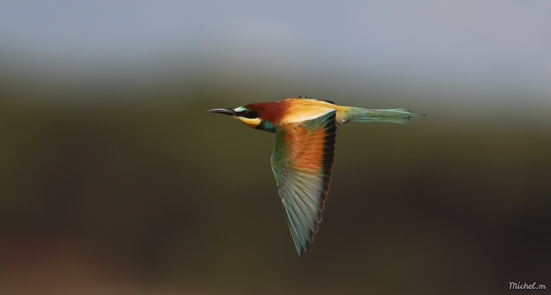 Photo Oiseaux guepier d'europe