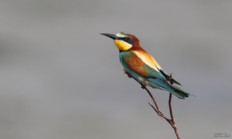 Photo Oiseaux guepier d'europe