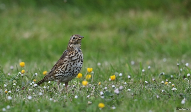 Photo Oiseaux Grive musicienne