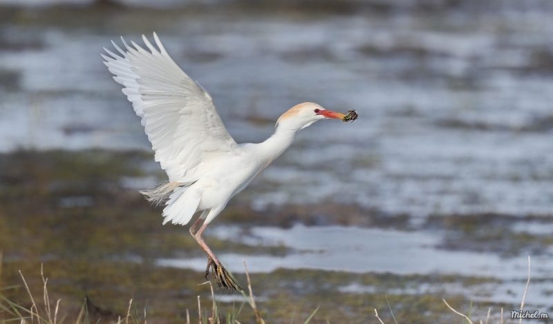 Photo Oiseaux heron garde boeuf