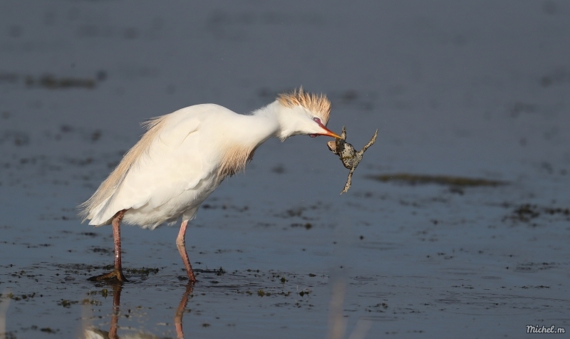 Photo Oiseaux heron garde boeuf