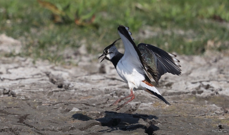 Photo Oiseaux Vanneau Huppé (Vanellus vanellus)