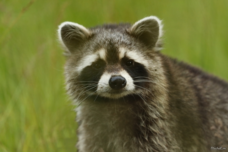 Photo Mammifères Raton laveur