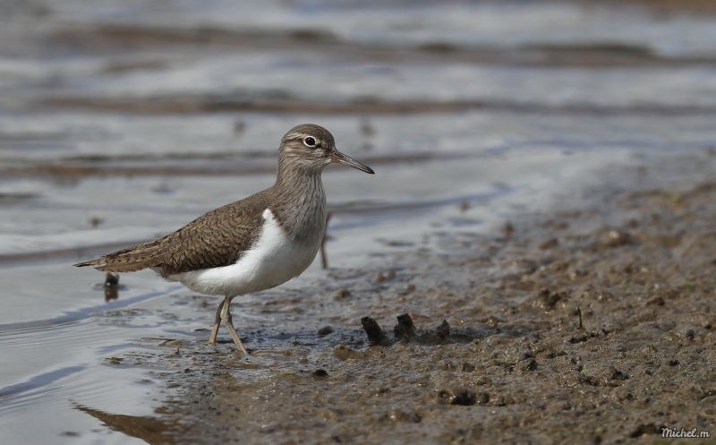 Photo Oiseaux Chevalier Guignette