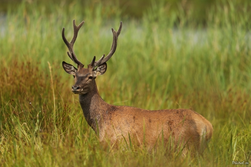 Photo Mammifères Cerf