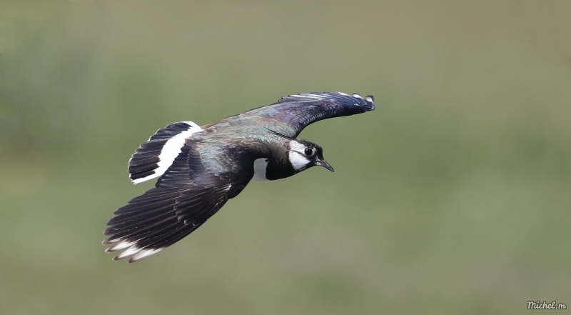 Photo Oiseaux Vanneau Huppé (Vanellus vanellus)