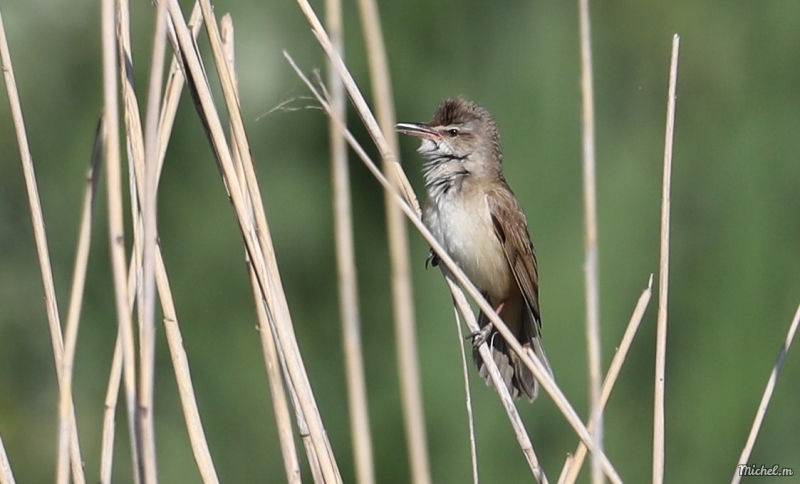 Photo Oiseaux Rouserolle turdoide