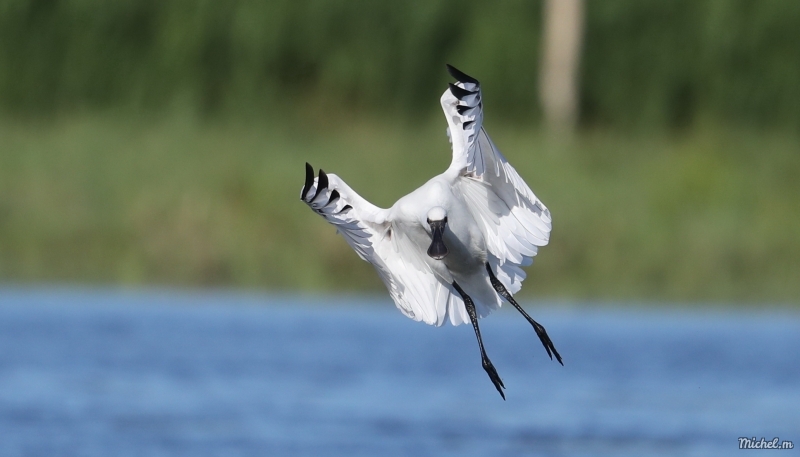 Photo Oiseaux spatule blanche