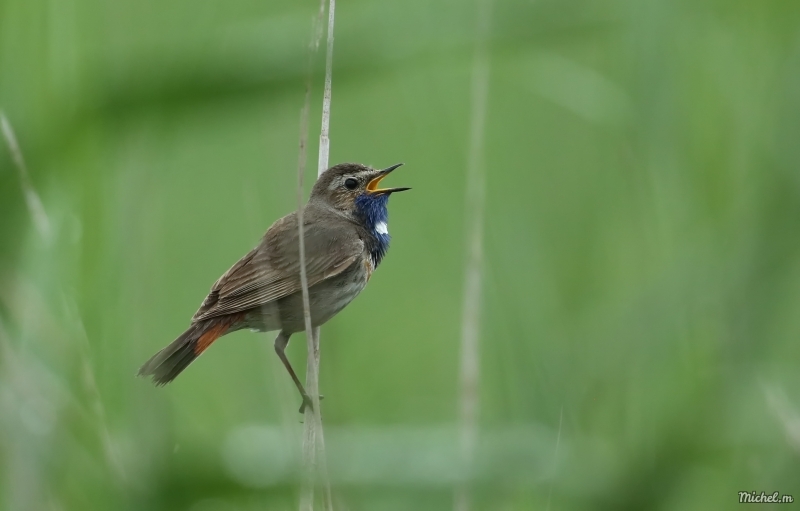 Photo Oiseaux Gorgebleue à miroir (Luscinia svecica)